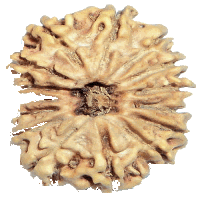 15 mukhi Rudraksha